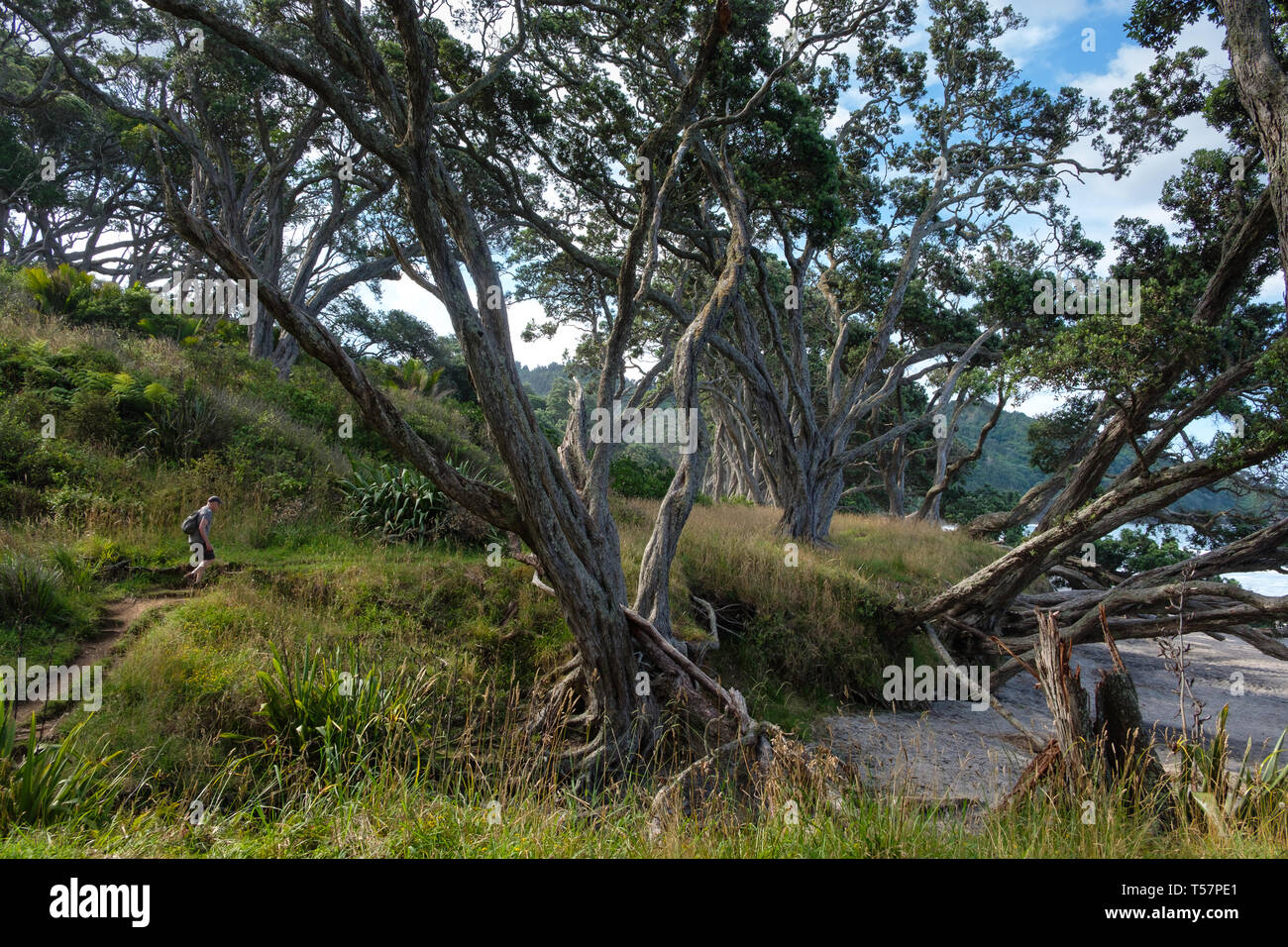 Randonneur sur sentier dans Orokawa Scenic Reserve, Waihi Beach, Bay of Plenty, île du Nord, Nouvelle-Zélande Banque D'Images