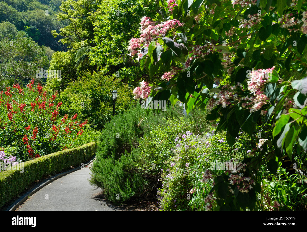 Jardin des Roses au Jardin botanique de Wellington, Wellington, Île du Nord, Nouvelle-Zélande Banque D'Images