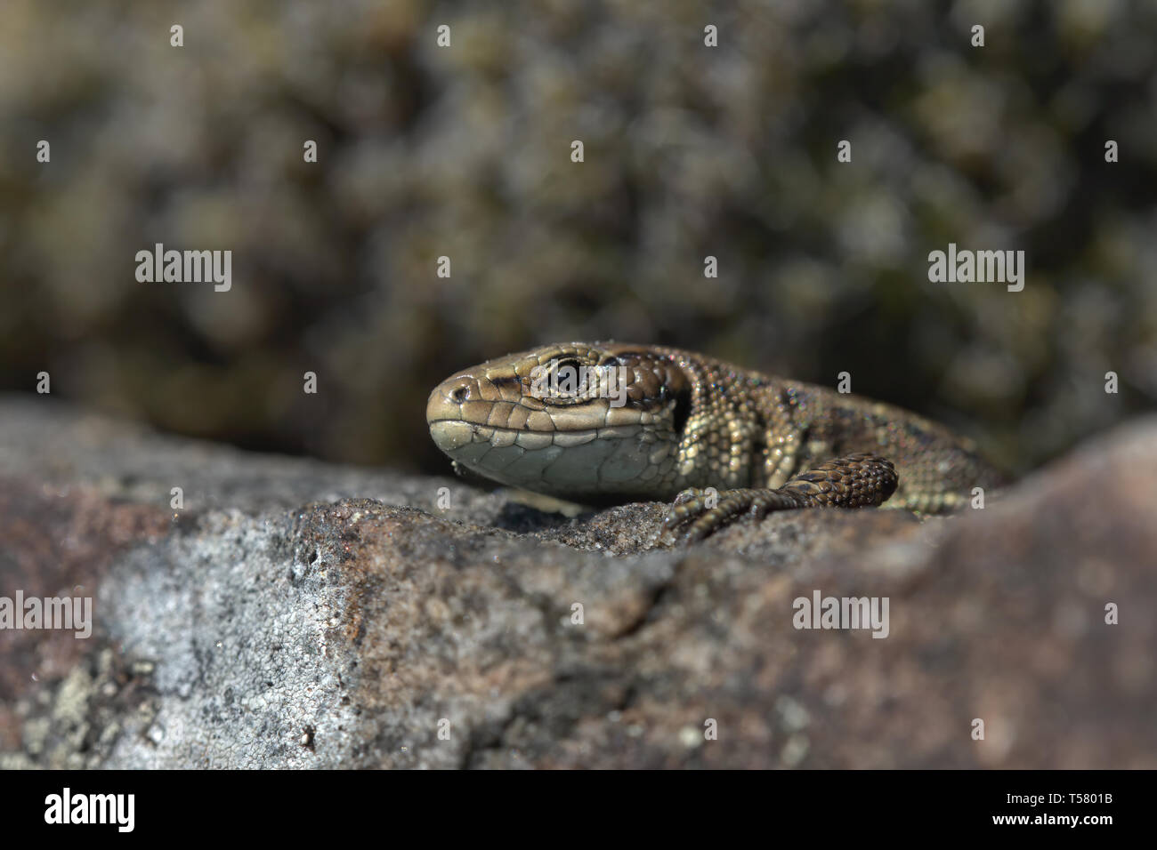Lézard commun sur un mur de pierres sèches Banque D'Images