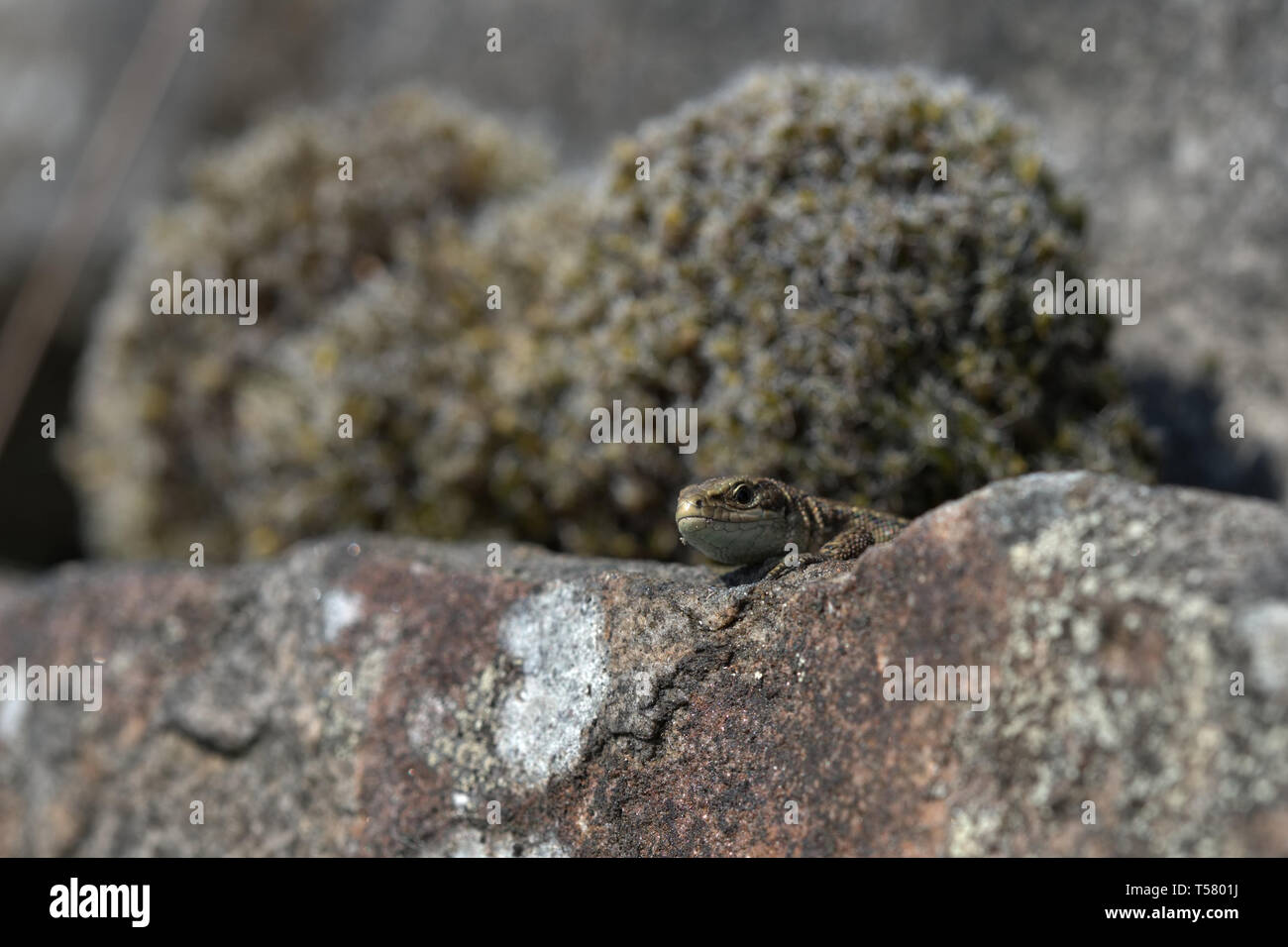 Lézard commun sur un mur de pierres sèches Banque D'Images