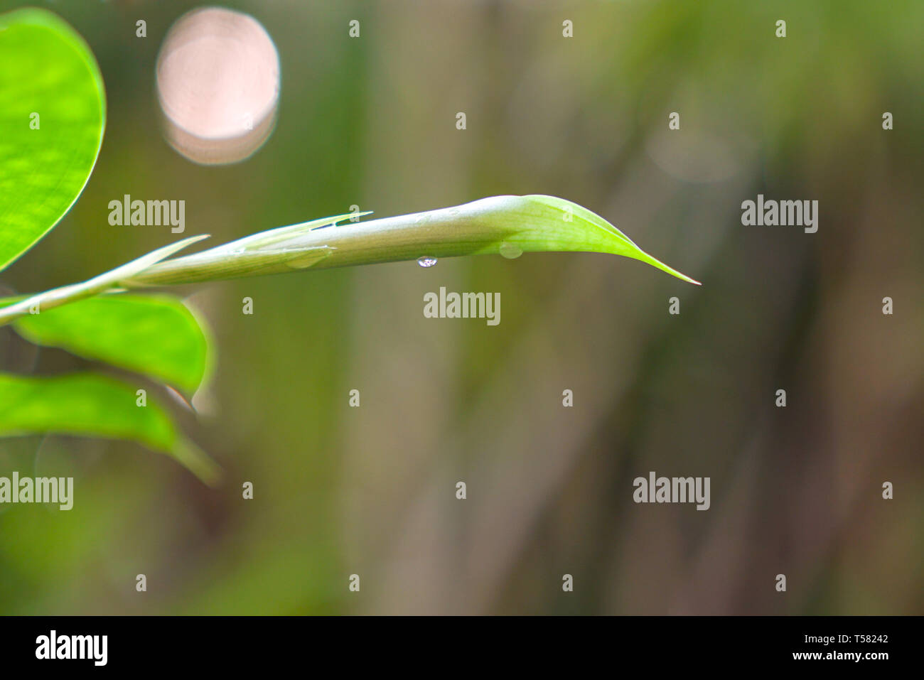 Plante verte ou feuilles sur fond vert with copy space Banque D'Images