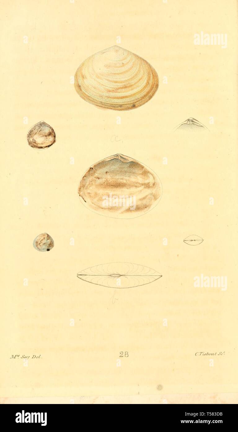 Belles illustrations faites à la main vintage de coquillages et de conques vieux livre. Peut être utilisé comme élément décoratif ou d'affiches pour l'intérieur. Banque D'Images