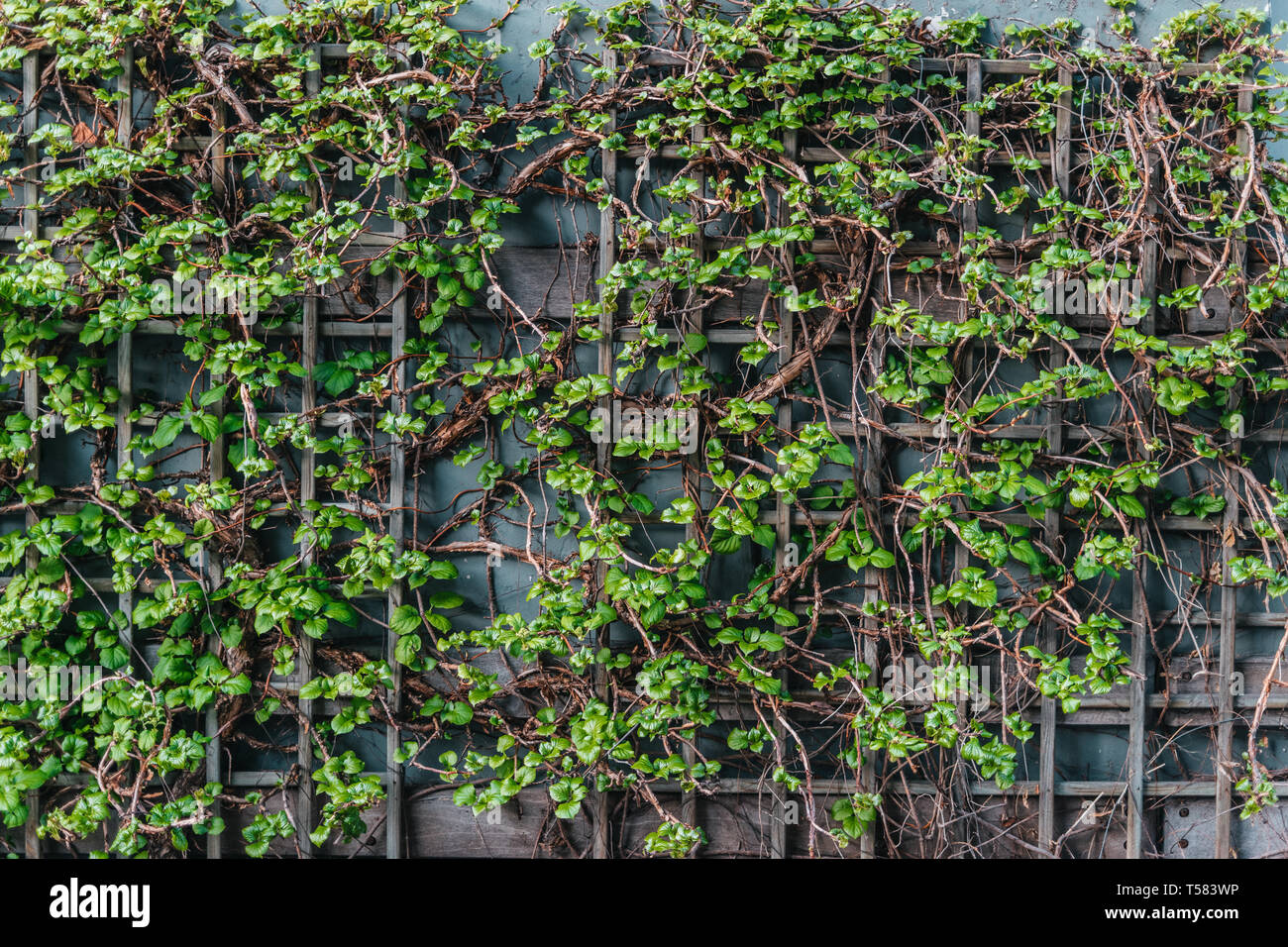 Bio vert comme une décoration murale de chambre de séjour Banque D'Images