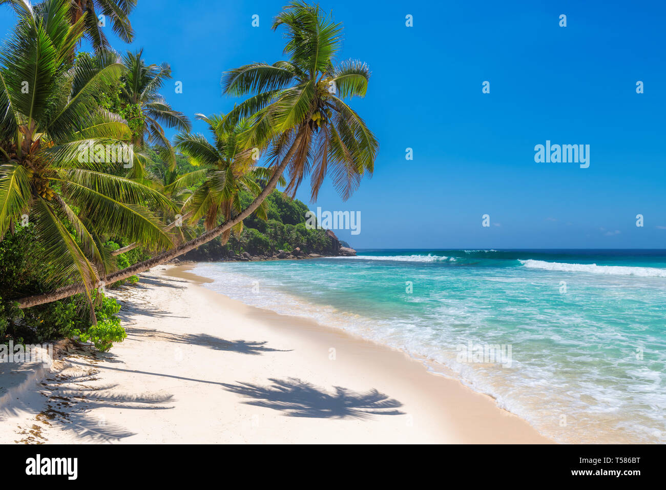 Sunny Beach avec des palmiers et la mer turquoise en Jamaïque île des Caraïbes. Banque D'Images