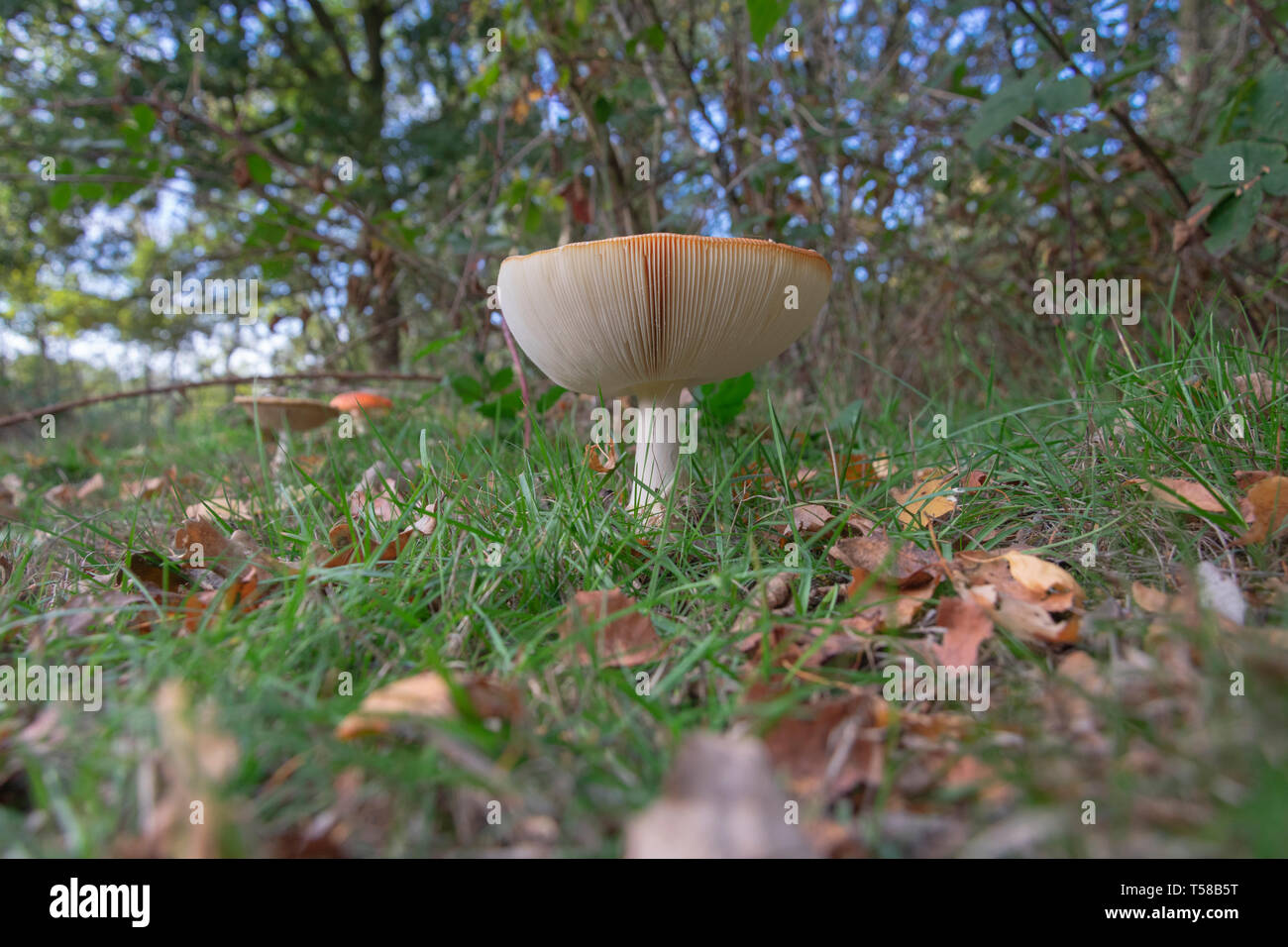 Une Amanita muscaria, communément connue sous le nom de fly fly agaric ou amanita dans la forêt Banque D'Images
