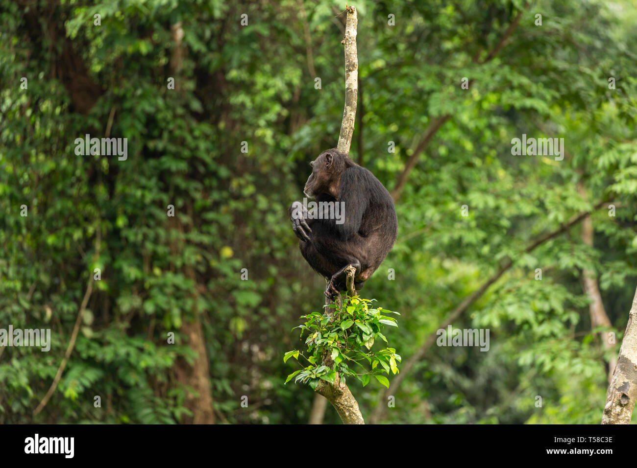 Chimpanzé mâle dans un arbre dans la jungle Buanchor, Afi Mountain, au sud du Nigeria Banque D'Images
