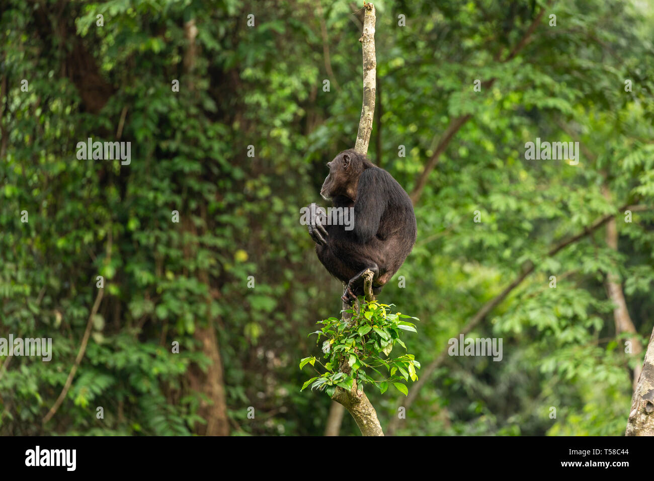Chimpanzé mâle dans un arbre dans la jungle Buanchor, Afi Mountain, au sud du Nigeria Banque D'Images