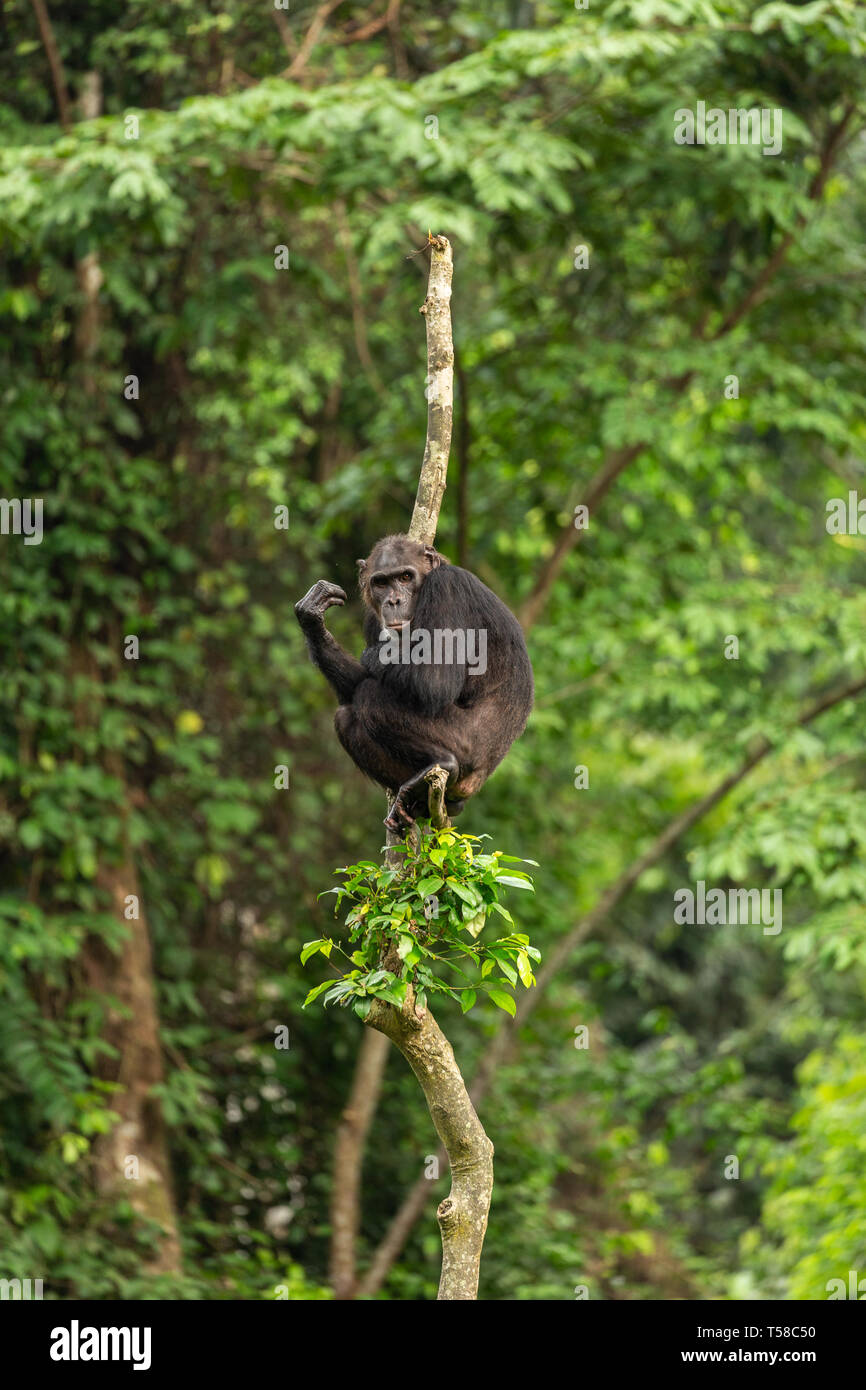 Chimpanzé mâle dans un arbre dans la jungle Buanchor, Afi Mountain, au sud du Nigeria Banque D'Images