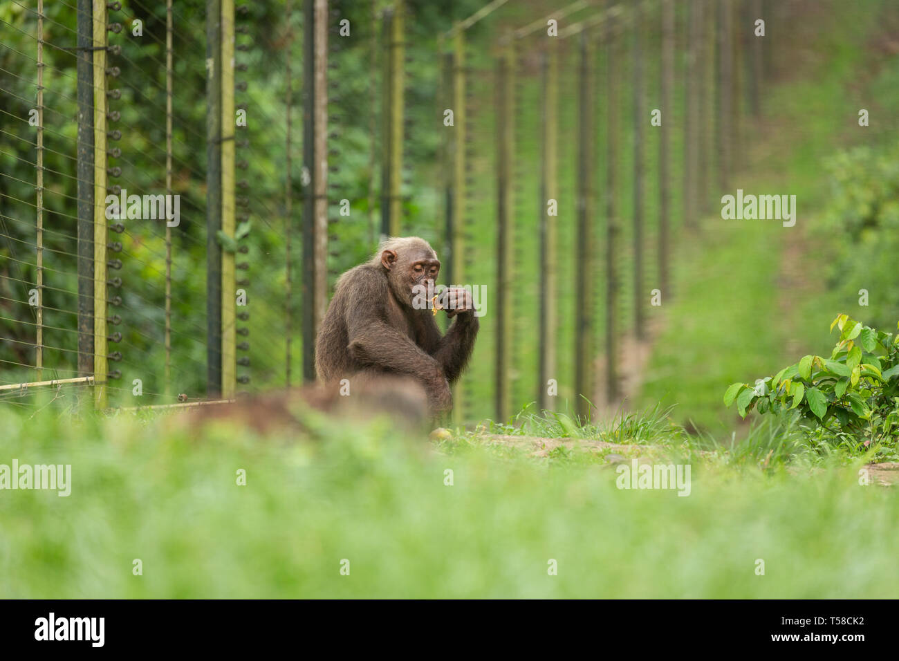 Chimpanzé en captivité au Ranch de forage, l'état de Cross River, au Nigeria Banque D'Images