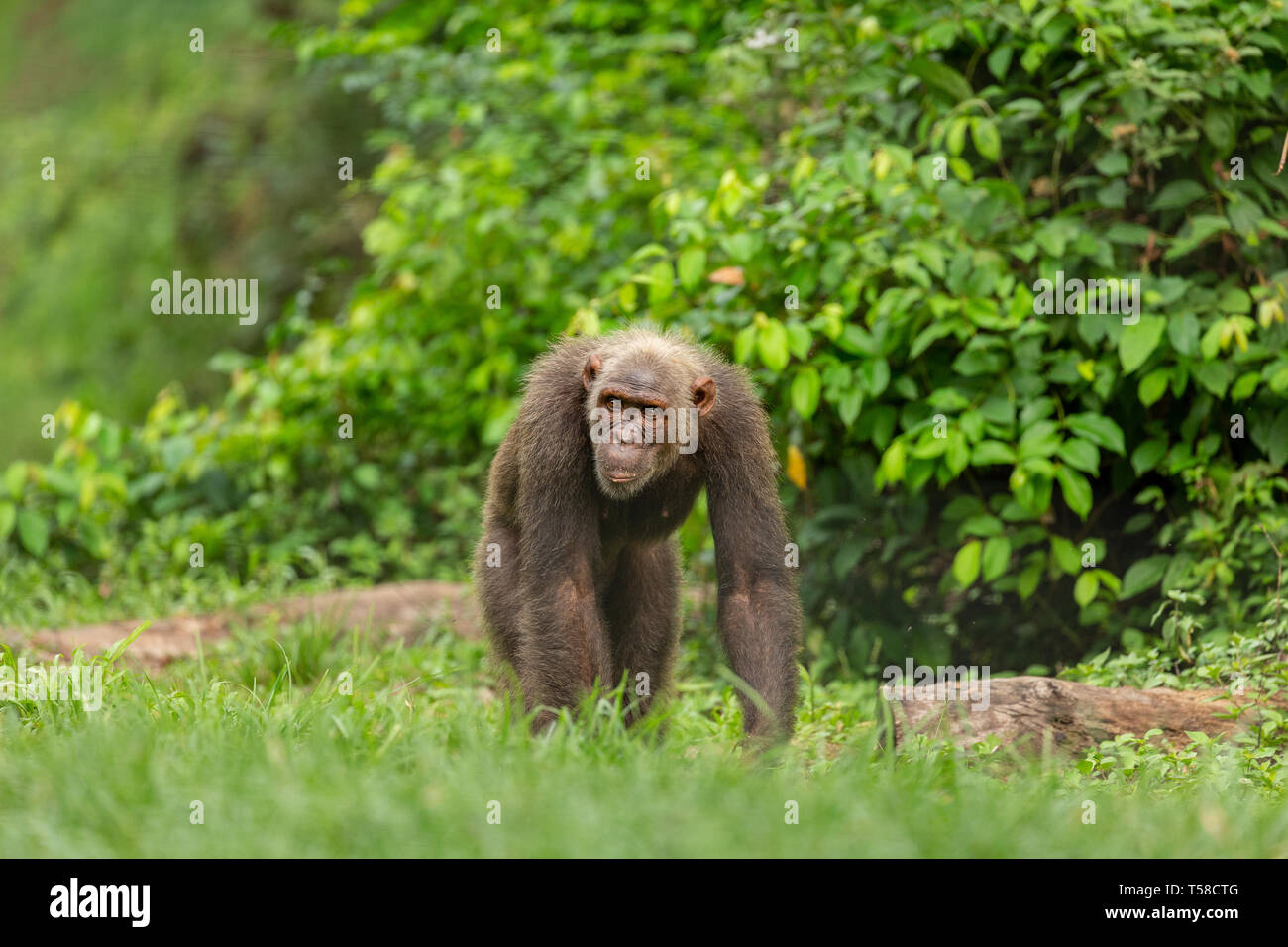 Chimpanzé dans la jungle Buanchor, Afi Mountain, au sud du Nigeria Banque D'Images