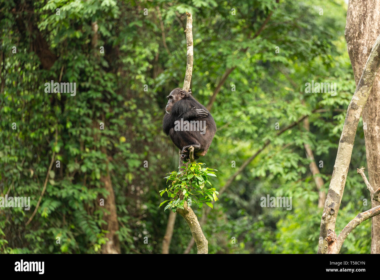 Chimpanzé mâle dans un arbre dans la jungle Buanchor, Afi Mountain, au sud du Nigeria Banque D'Images