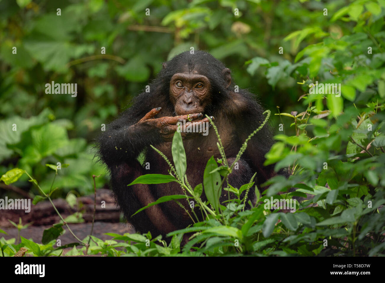 Chimpanzé dans la jungle Buanchor, Afi Mountain, au sud du Nigeria Banque D'Images