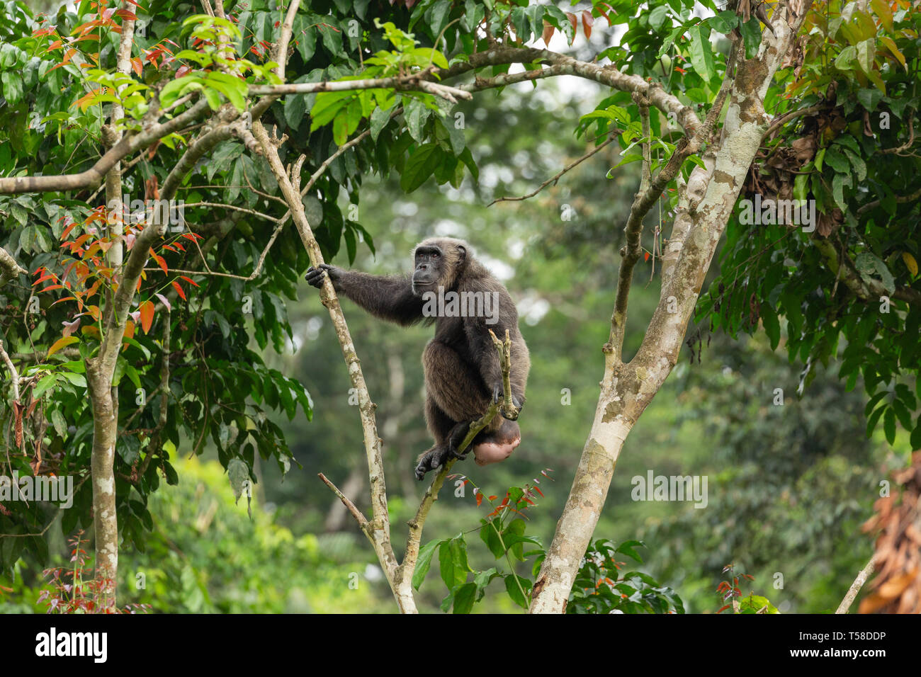 Chimpanzé femelle qui est en saison (prêt à se reproduire) dans un arbre dans la jungle Buanchor, Afi Mountain, au sud du Nigeria Banque D'Images