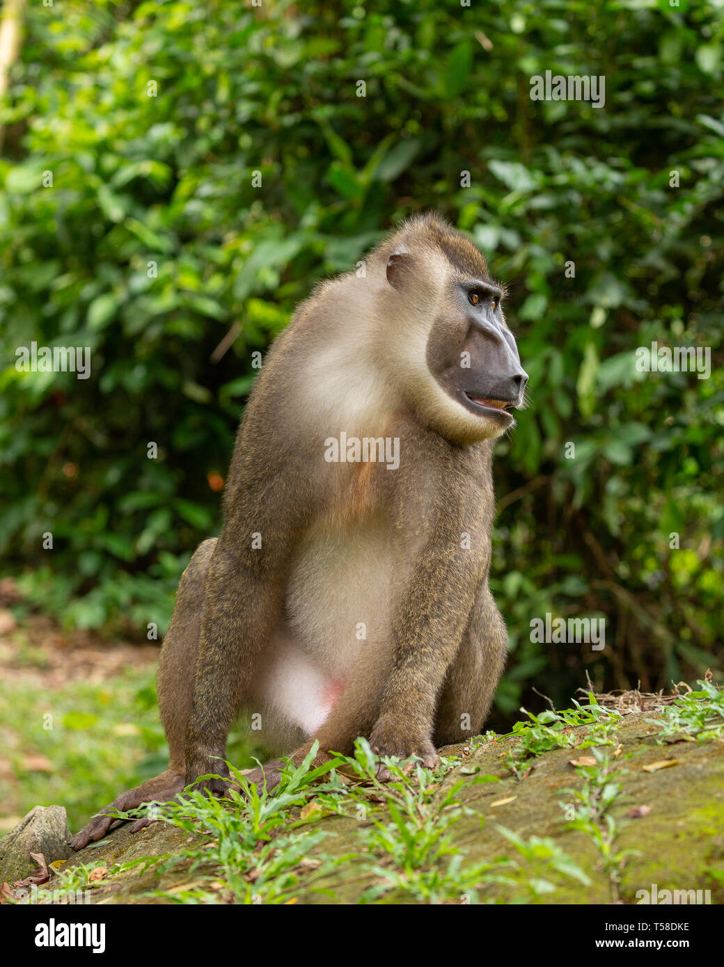 Sous-homme adulte singe foret Banque D'Images