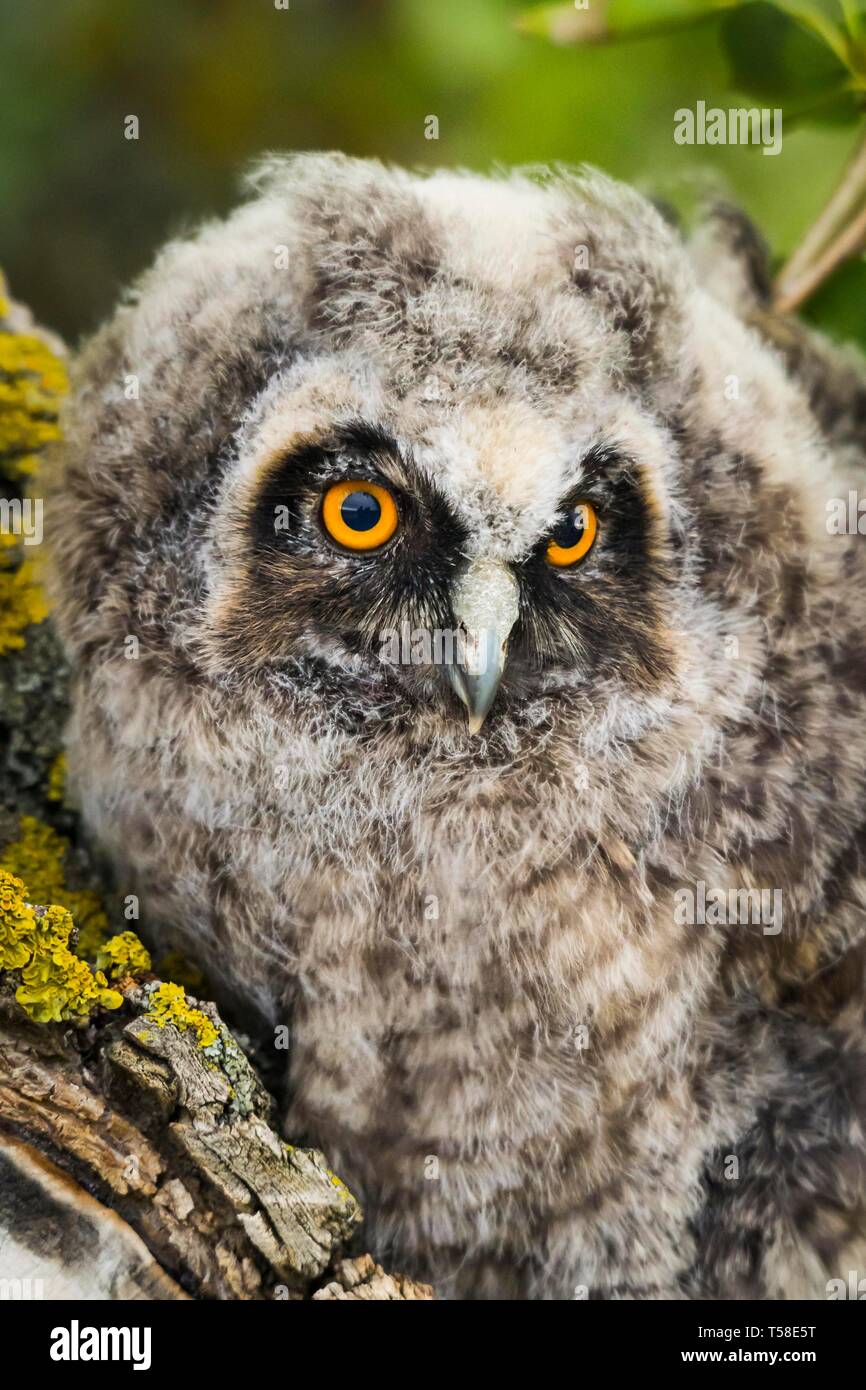 Long-eared Owl (Asio otus), juvénile, portrait, Burgenland, Autriche Banque D'Images