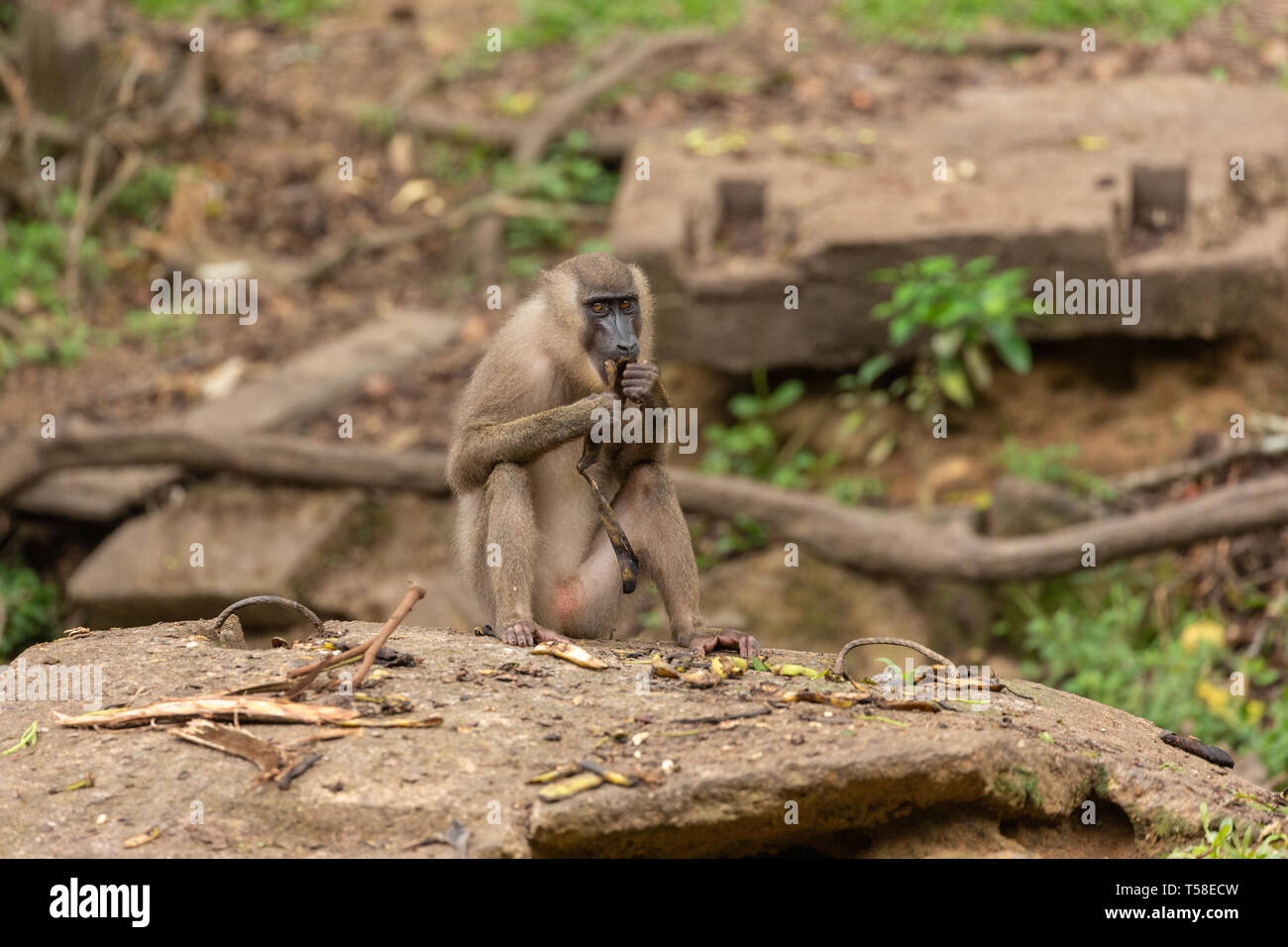 Foret juvénile monkey eating Banque D'Images