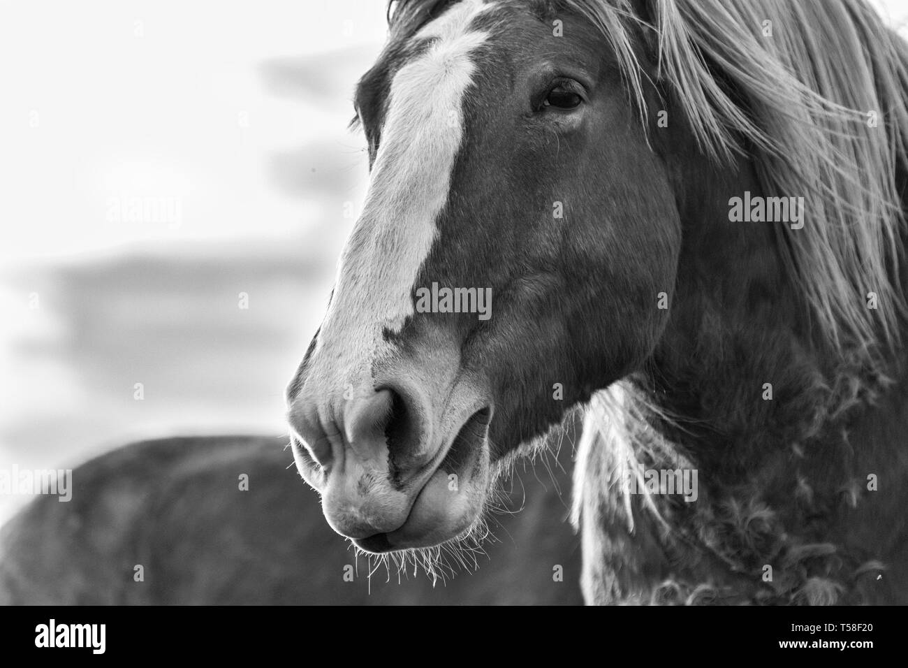 Close-up d'un cheval de trait belge (Equus ferus caballus) à la belle, majestueuse, et gratuitement Banque D'Images