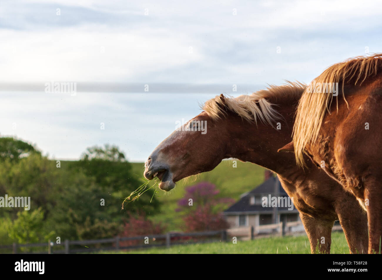 Un cheval de trait belge (Equus ferus caballus) mange de l'herbe, apparemment à l'aise. Banque D'Images
