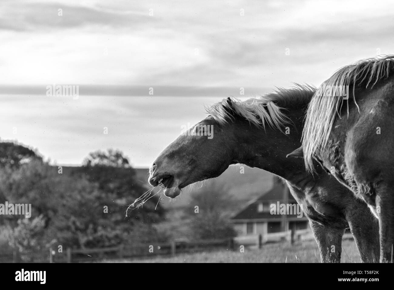 Un cheval de trait belge (Equus ferus caballus) mange de l'herbe, apparemment à l'aise. Banque D'Images