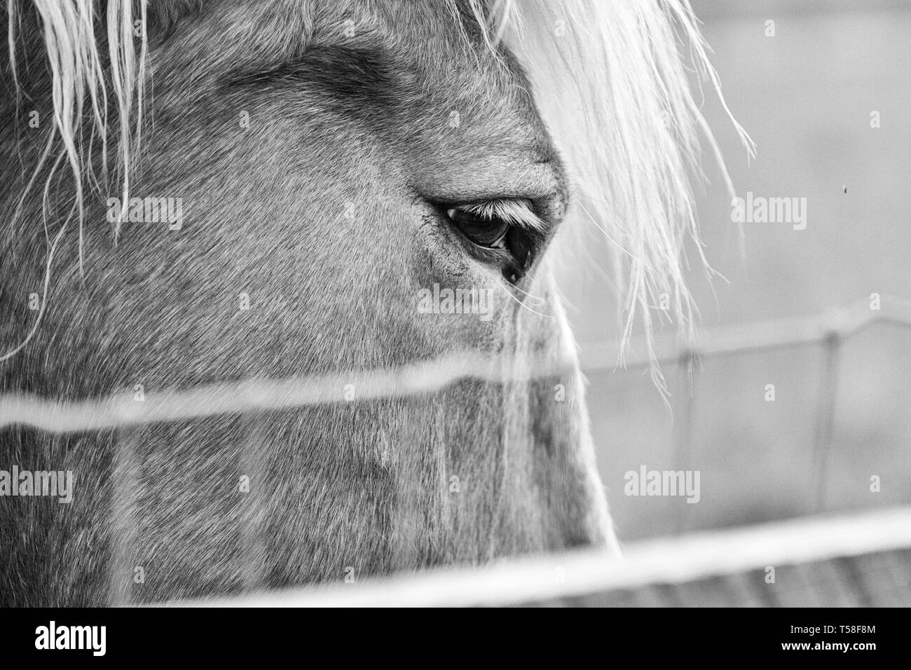 Close-up d'un cheval de trait belge (Equus ferus caballus) Banque D'Images