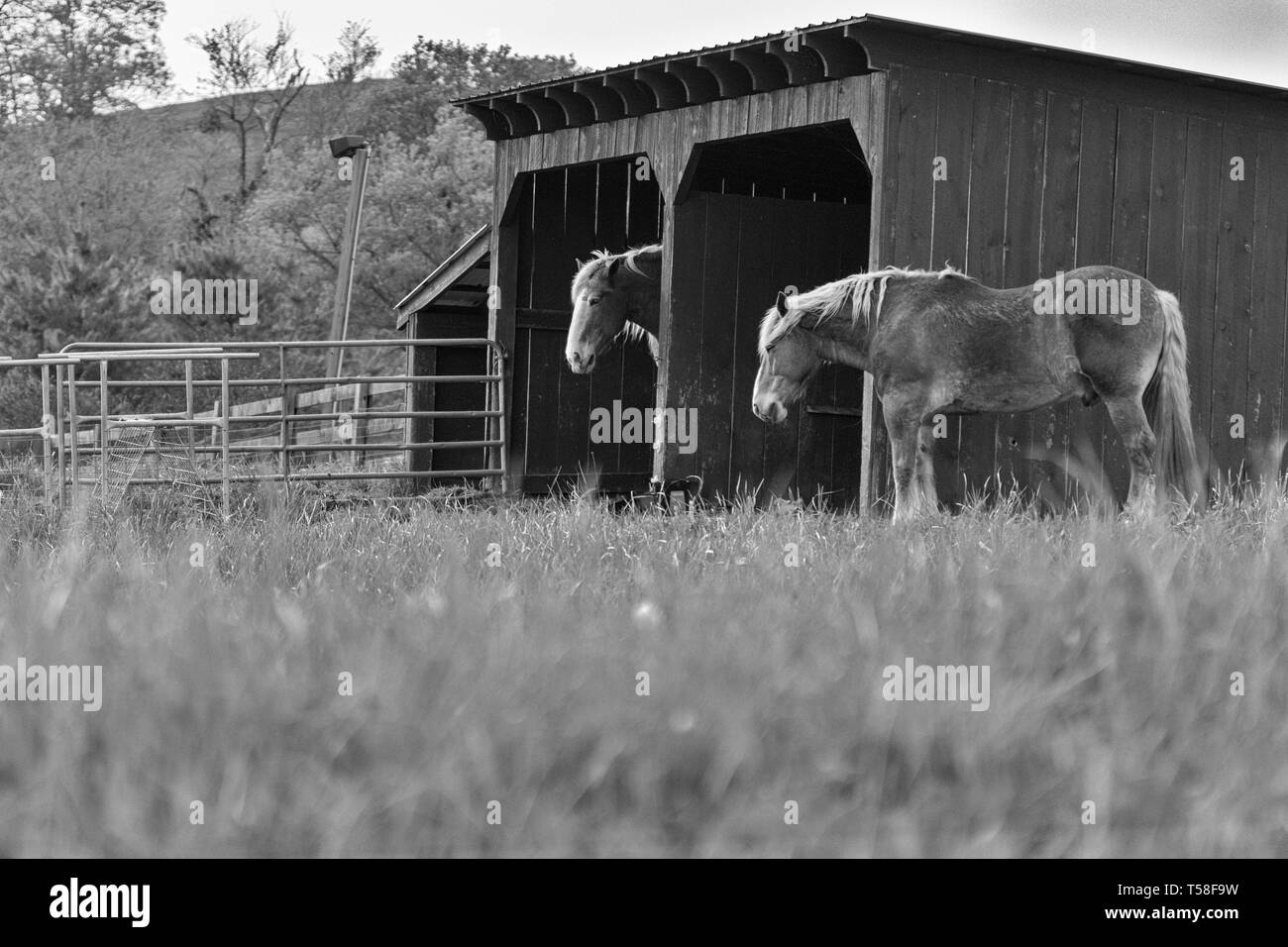 Deux chevaux de trait belge (Equus ferus caballus) dormir debout par leurs étals, sur le Biltmore Estate à Asheville, NC, USA Banque D'Images