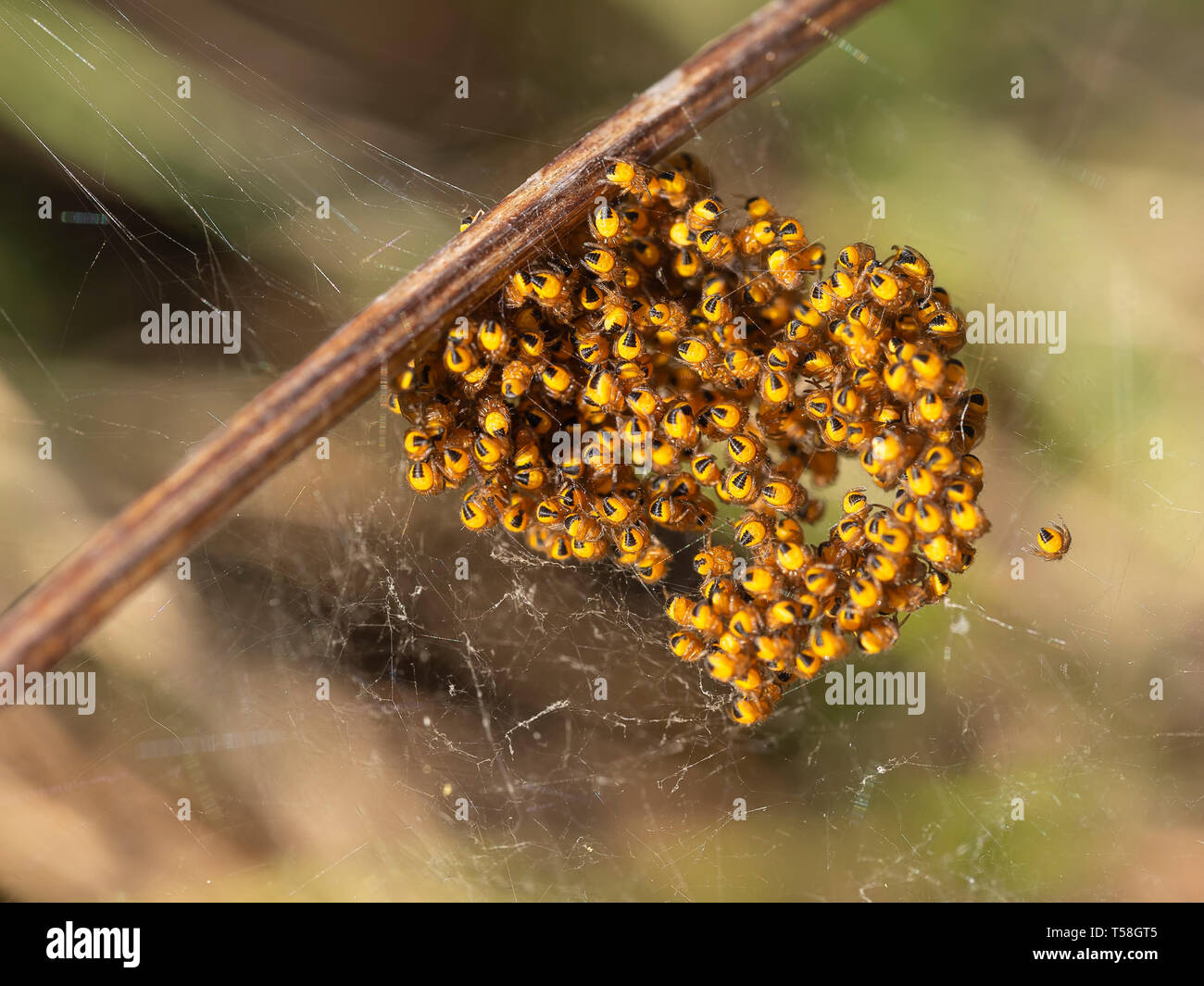 Orb Weaver Bebe Araignees Petits Au Nid Jaune Et Noir Macro Photo Stock Alamy