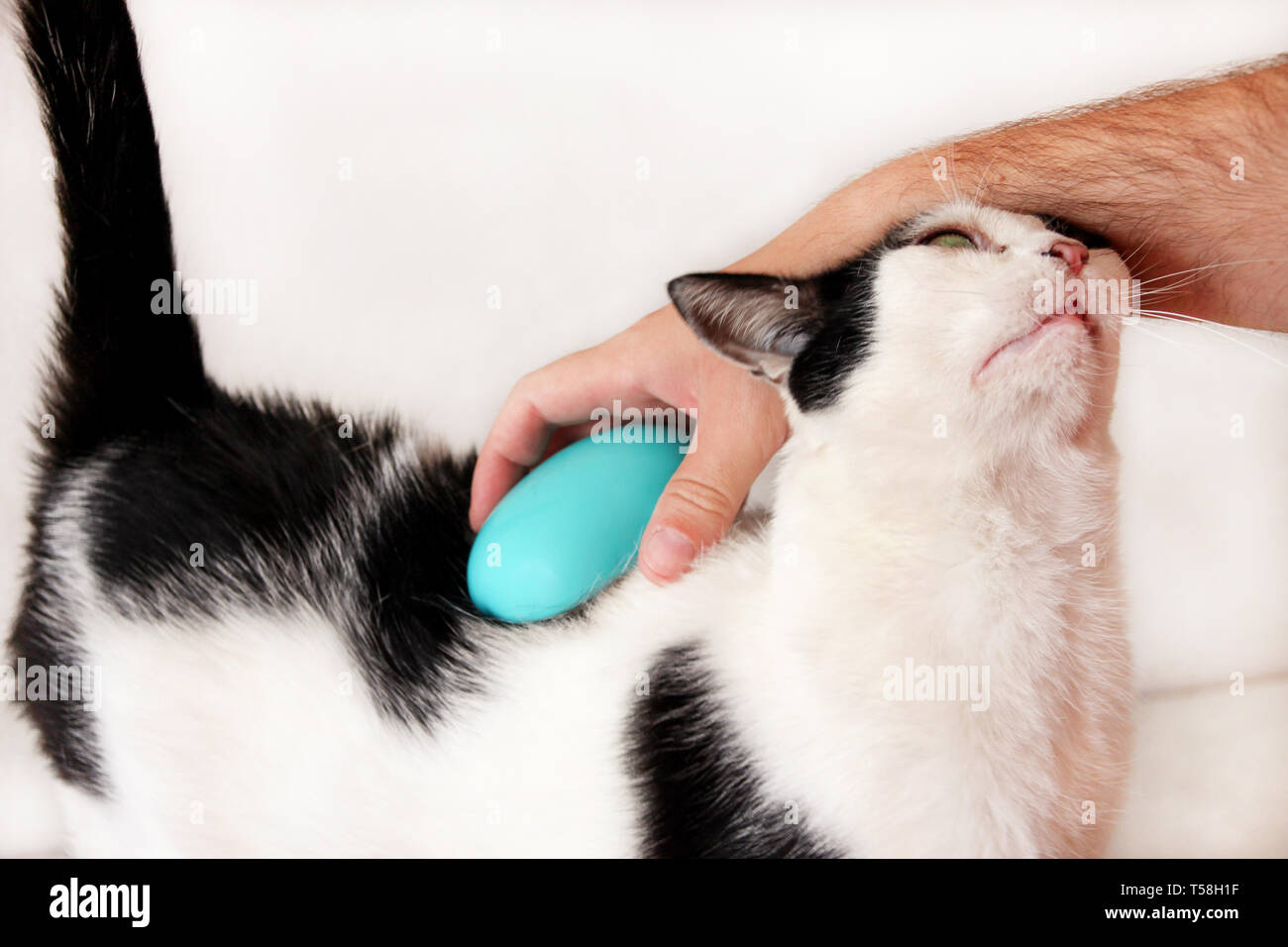 L'homme est le brossage des cheveux et de la fourrure de chat brosse Peigne noir chat blanc sur la table. Chat mignon profiter et heureux avec son propriétaire. Les mains des hommes est de flatter, le brossage. Banque D'Images