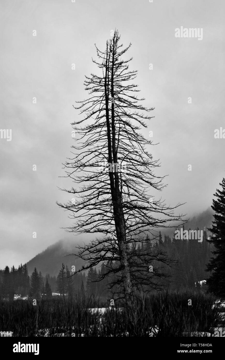 Sur la montagne en hiver juste après il neige, arbres partiellement recouvert de neige. L'exploration des canyons de l'Utah. Banque D'Images