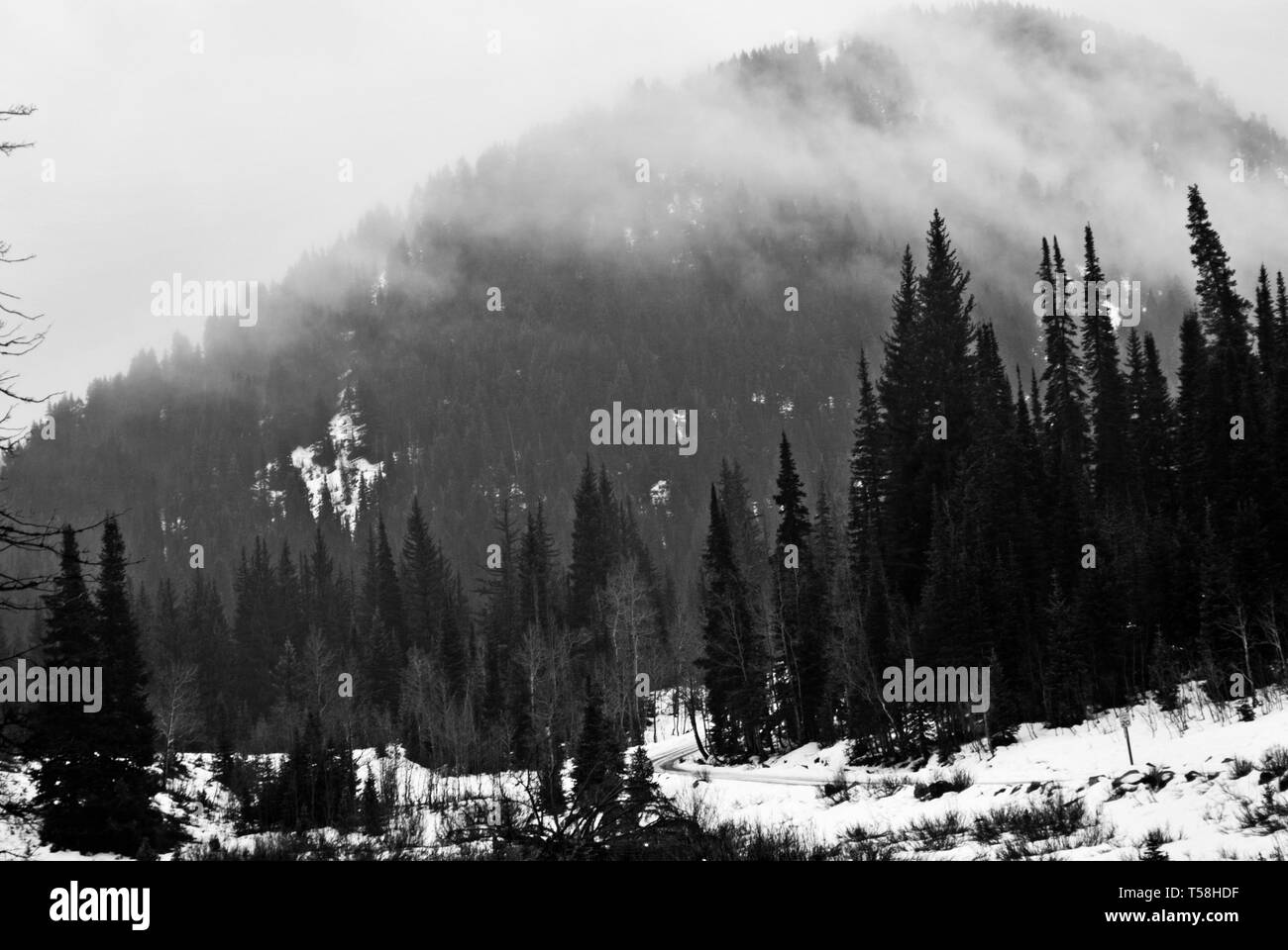 Sur la montagne en hiver juste après il neige, arbres partiellement recouvert de neige. L'exploration des canyons de l'Utah. Banque D'Images