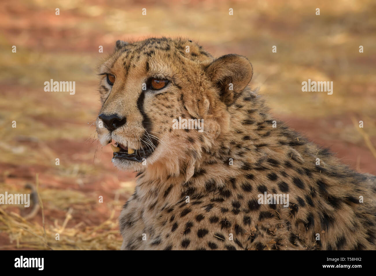 Le guépard - Acinonyx jubatus, belle les carnivores d'arbustes et les savanes de l'Afrique, la Namibie. Banque D'Images