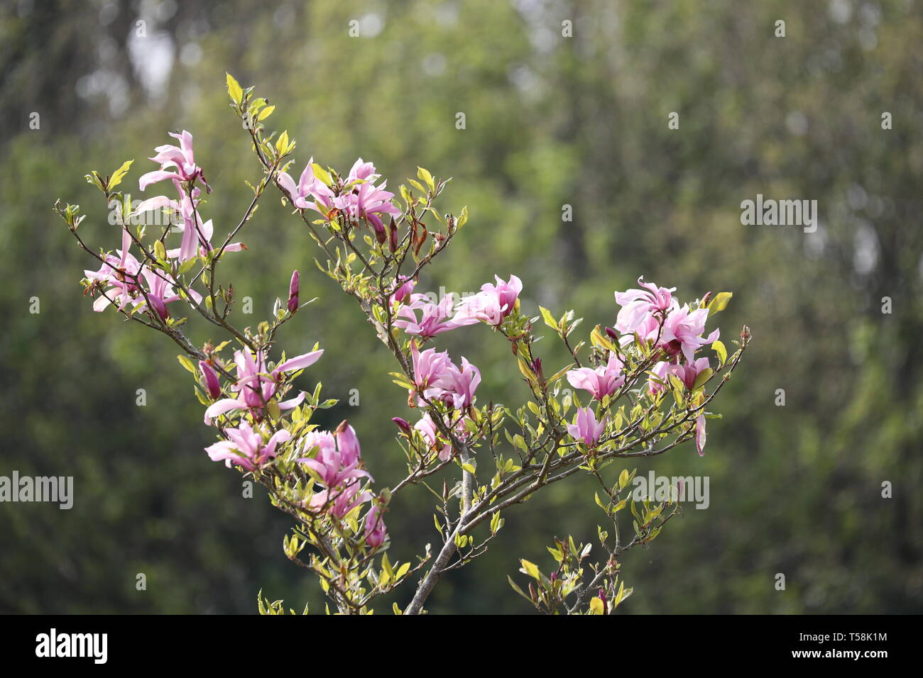 Susan Magnolia en fleurs Banque D'Images