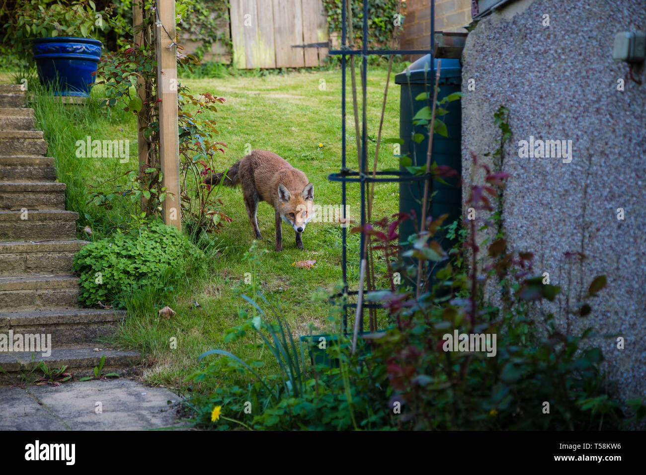 Gravesend, Kent, UK. Un renard dans un jardin anglais à la recherche de nourriture. Banque D'Images