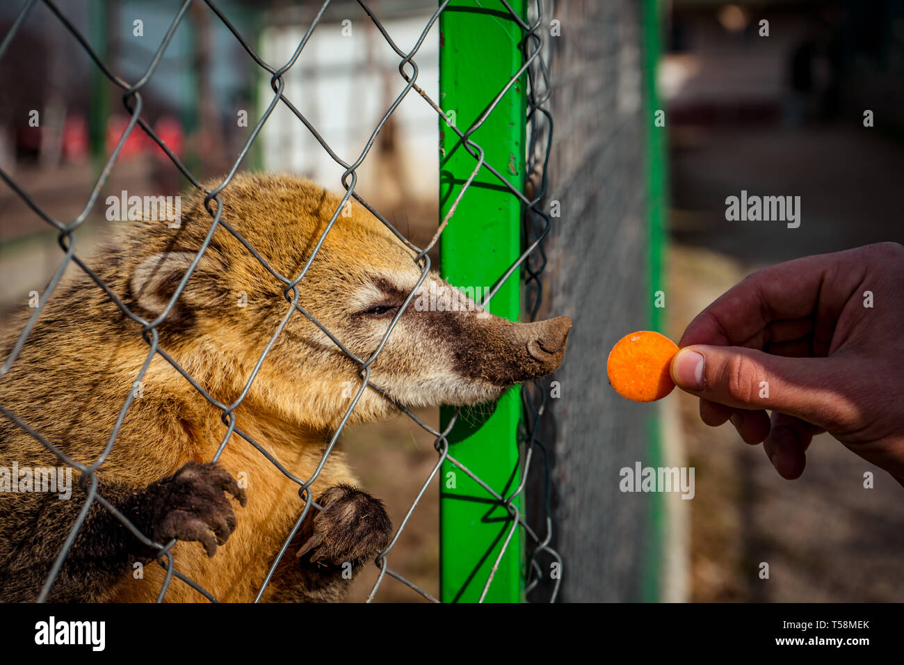 Ours nez carotte manger au zoo Banque D'Images