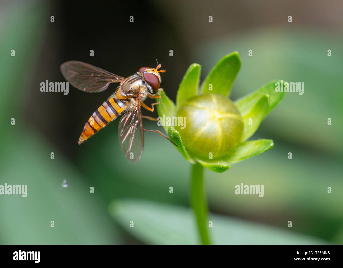 Plan macro sur une marmelade hoverfly Episyrphus balteatus ou sur une fleur Banque D'Images