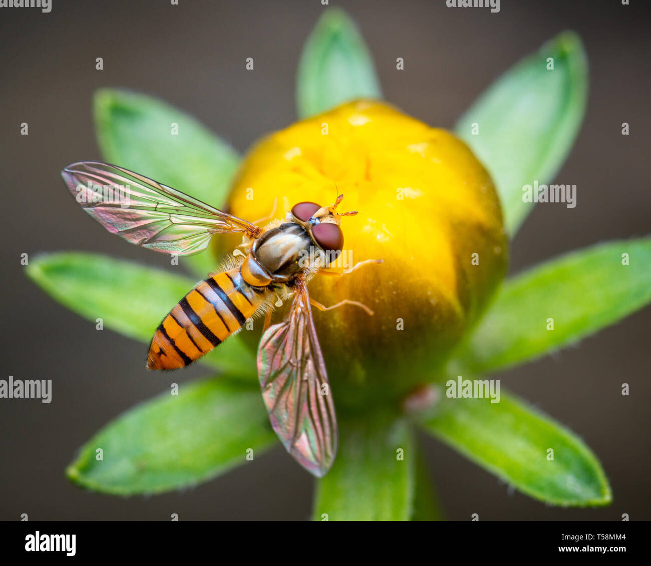 Plan macro sur une marmelade hoverfly Episyrphus balteatus ou sur une fleur Banque D'Images