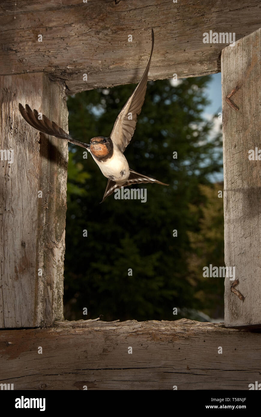 Hirondelle Rustique Hirundo Rustica Seul Oiseau En Vol Qui
