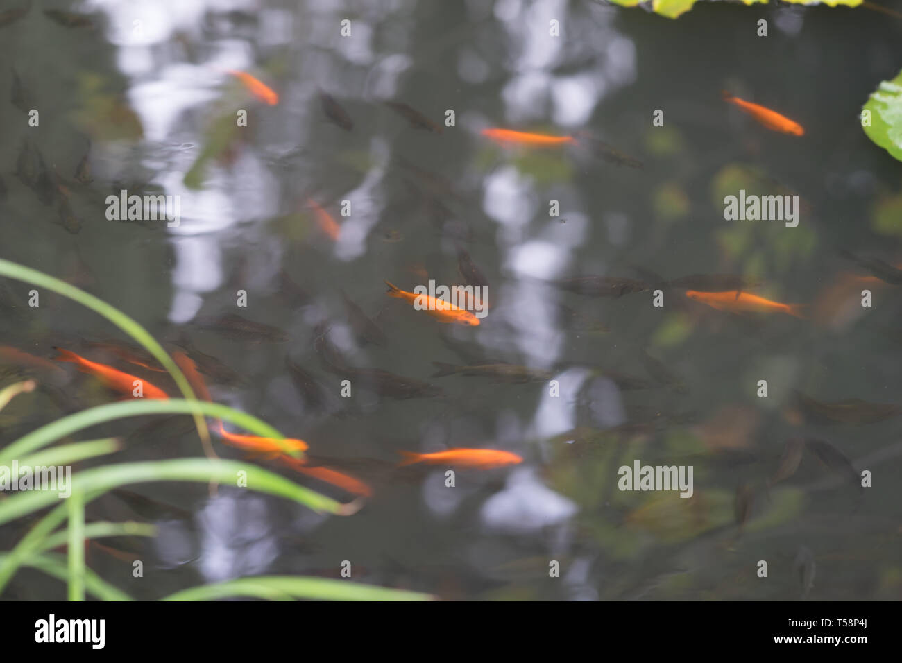 Poisson rouge et gris les petits poissons nager dans l'étang. Banque D'Images