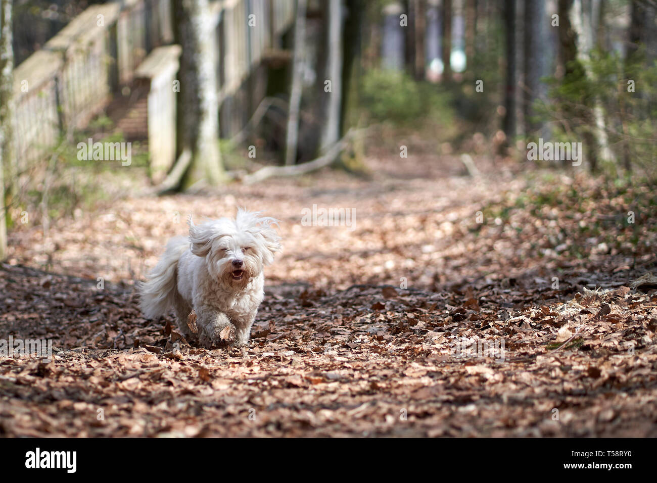 Bichon havanais blanc chien qui court dans la forêt Banque D'Images