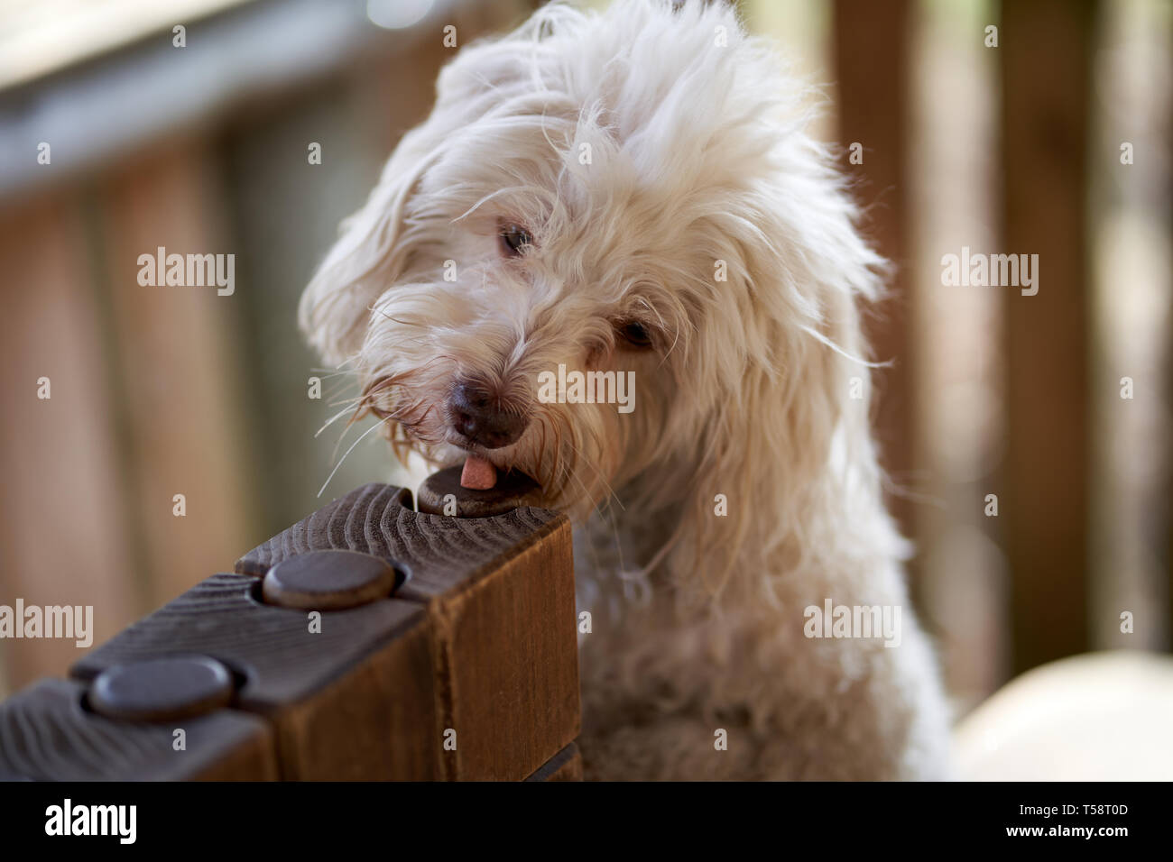 Bichon havanais blanc manger chien traite que de récompenser Banque D'Images