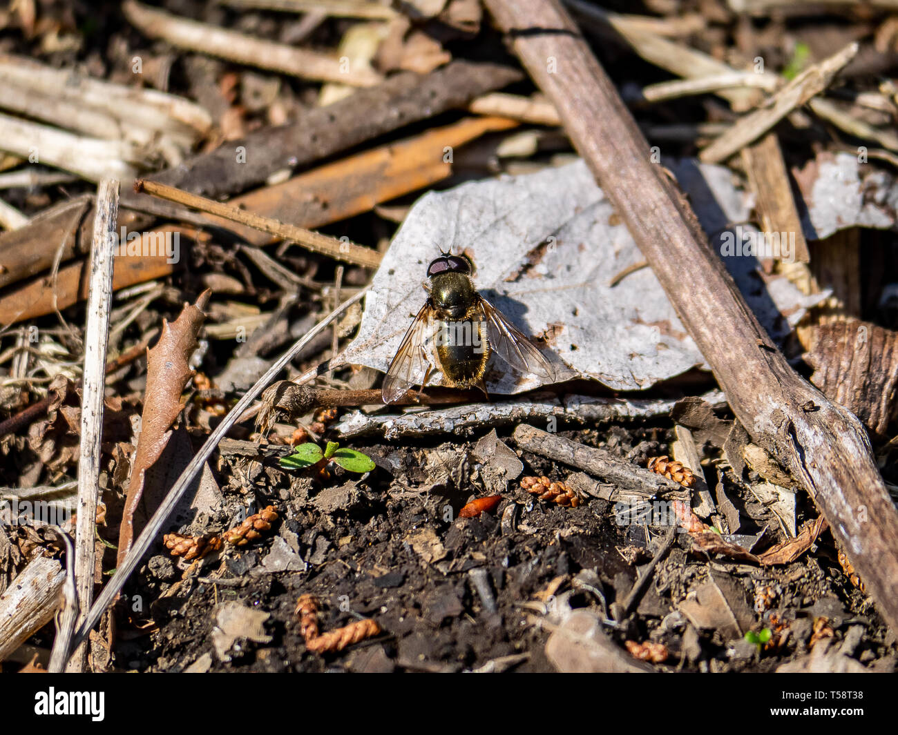 Une plus grande, beefly bombylius major, repose sur le sol de la forêt dans une réserve forestière en japonais, Kanagawa Prefecture, Japan. Banque D'Images