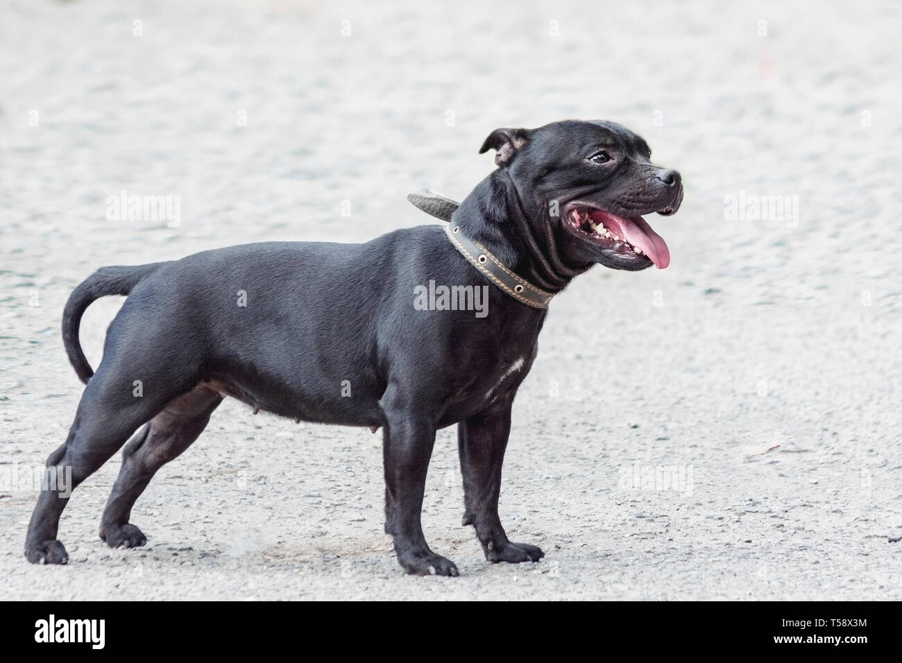 Beau Chien Portrait Dans Bon Fond Gris Smiling Dog English