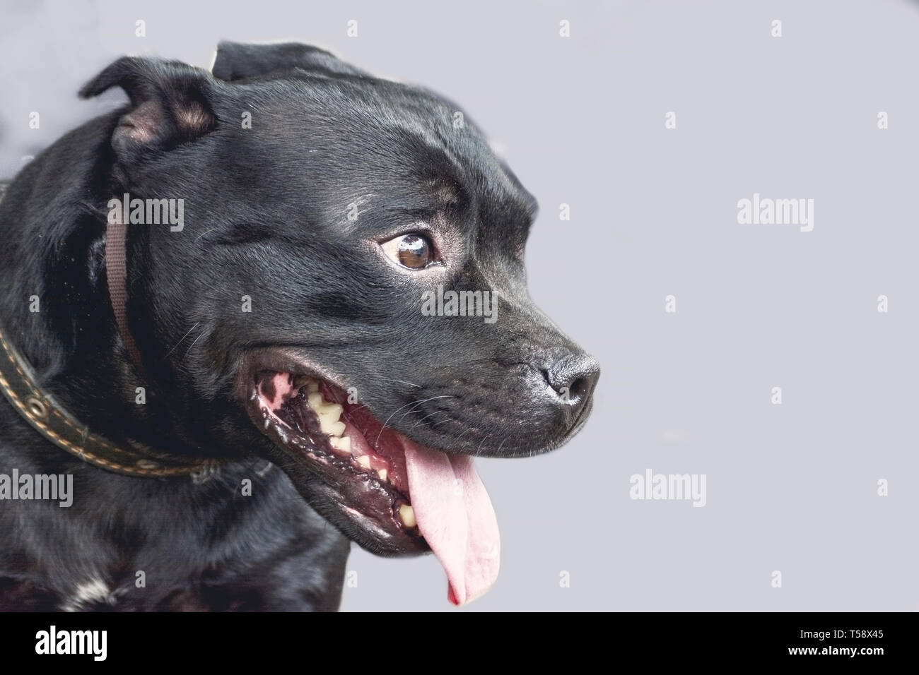 Beau chien portrait dans bon fond gris. smiling dog English Staffordshire Bull Terrier close-up à la recherche de gauche à droite Banque D'Images