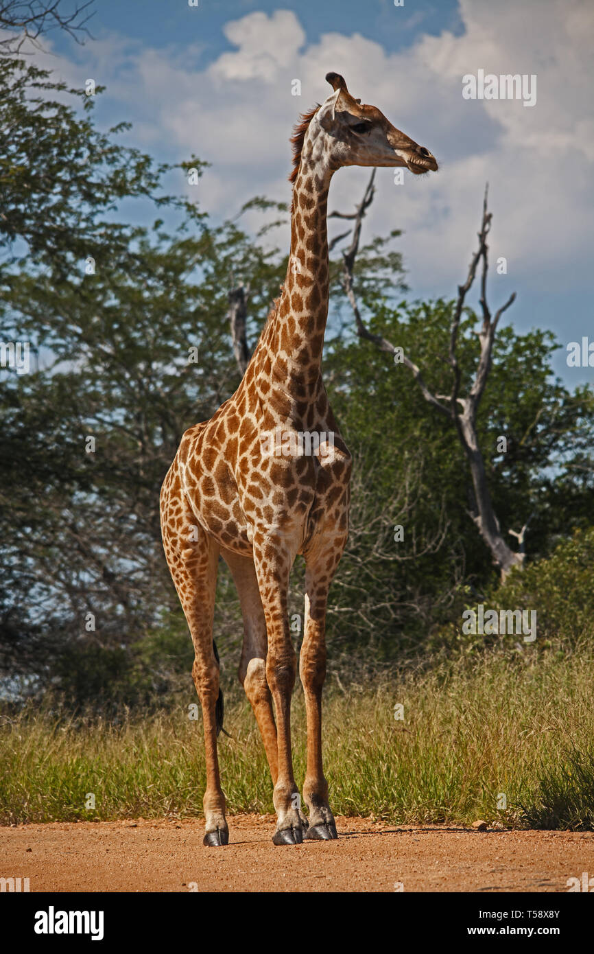 Girafe solitaire Banque D'Images