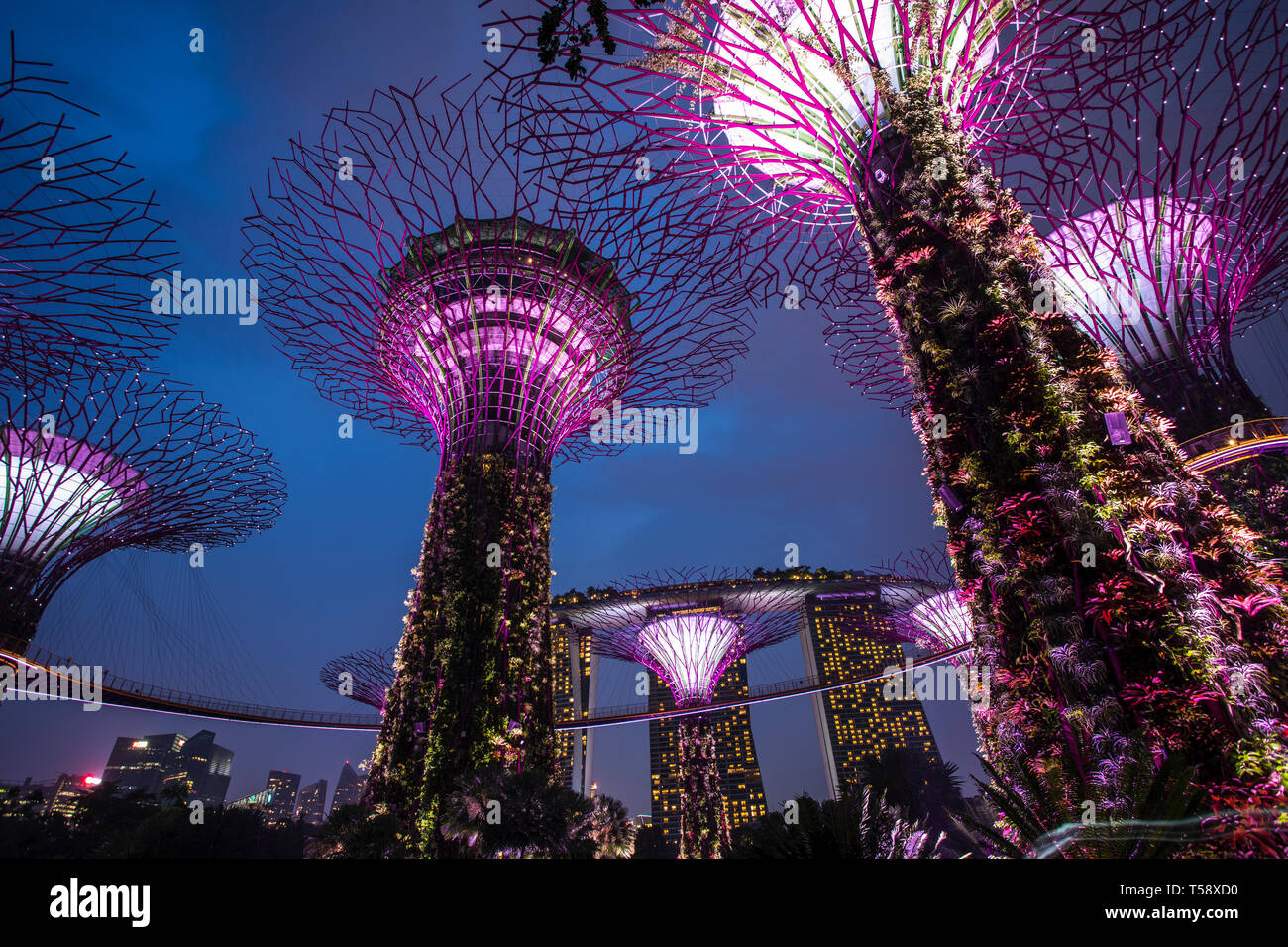 Supertree Grove et skyway à Singapour Marina Garden Banque D'Images