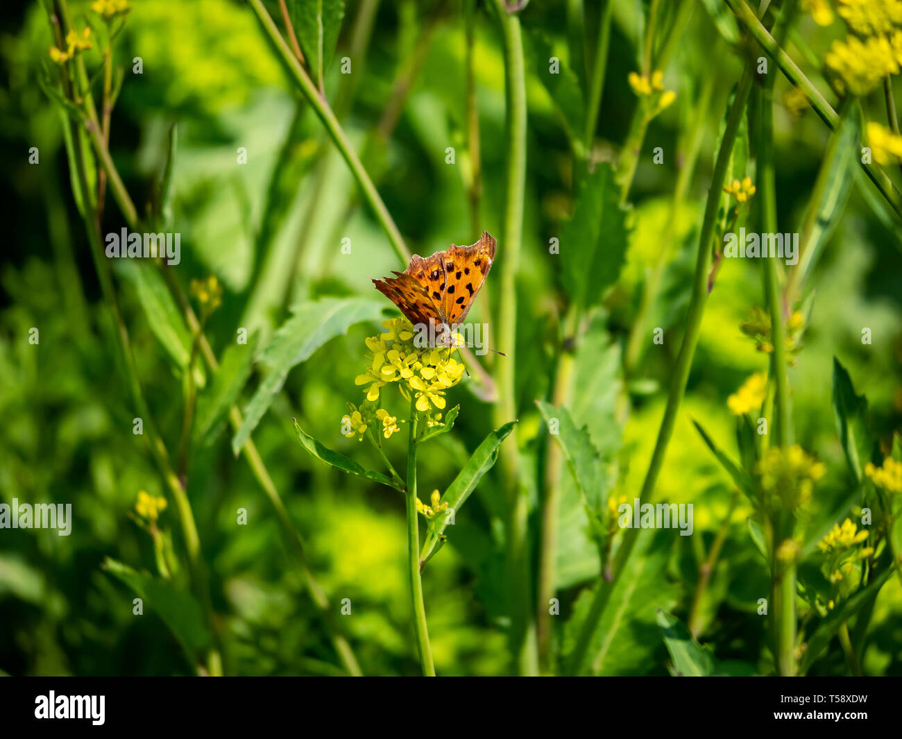 Une asiatique virgule butterfly, Polygonia c-aureum, rss de yellow fleurs sauvages dans un champ de riz en jachère actuellement à Yokohama, au Japon. Ces butterfl orange Banque D'Images