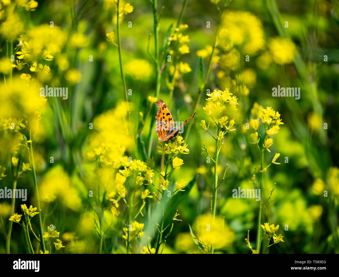 Une asiatique virgule butterfly, Polygonia c-aureum, rss de yellow fleurs sauvages dans un champ de riz en jachère actuellement à Yokohama, au Japon. Ces butterfl orange Banque D'Images