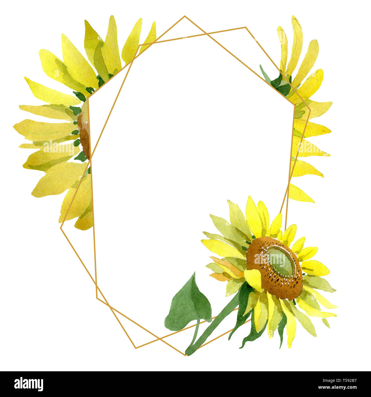 Fleurs de tournesol fleurs botanique. Contexte aquarelle illustration set. Bordure de cadre carré ornement. Banque D'Images