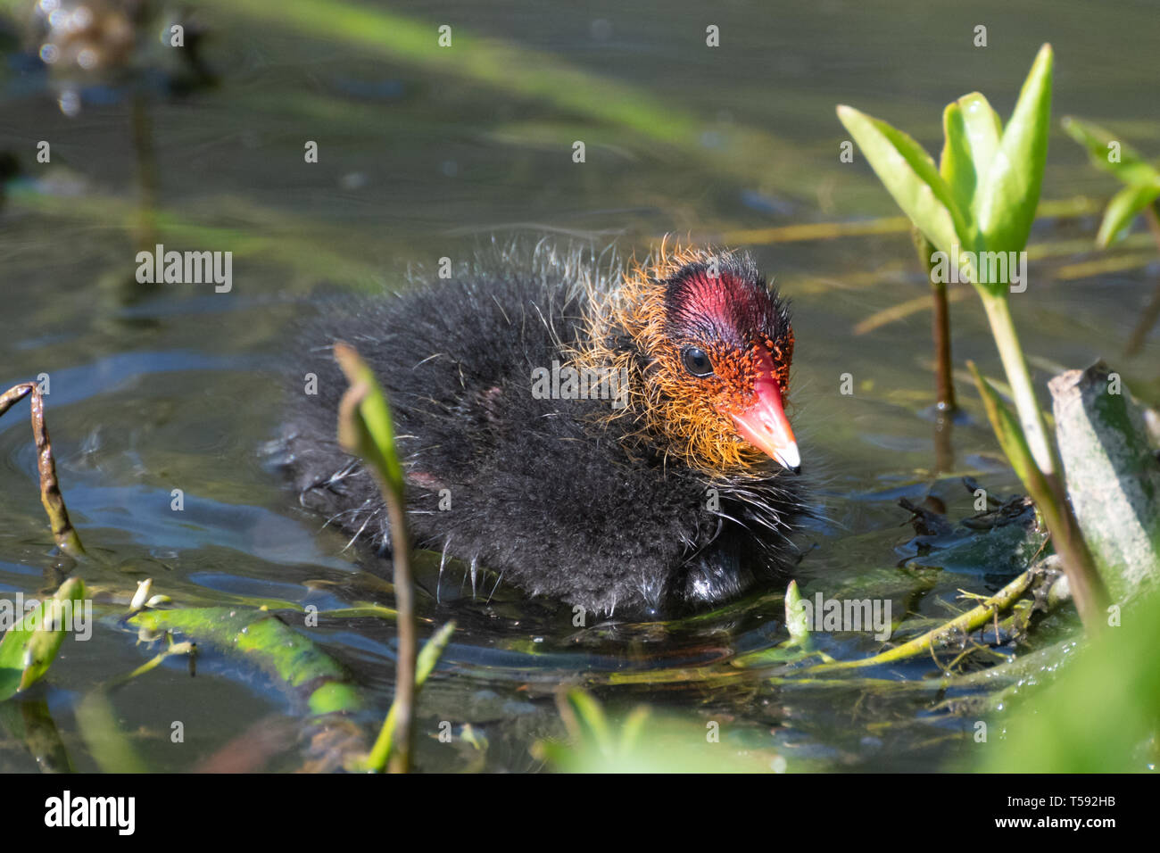 Bebe Foulque Macroule Fulica Atra Les Jeunes Poussins Foulque Au Printemps Uk Photo Stock Alamy Bebe Foulque Macroule Fulica Atra Les Jeunes Poussins Foulque Au Printemps Uk Photo Stock Alamy