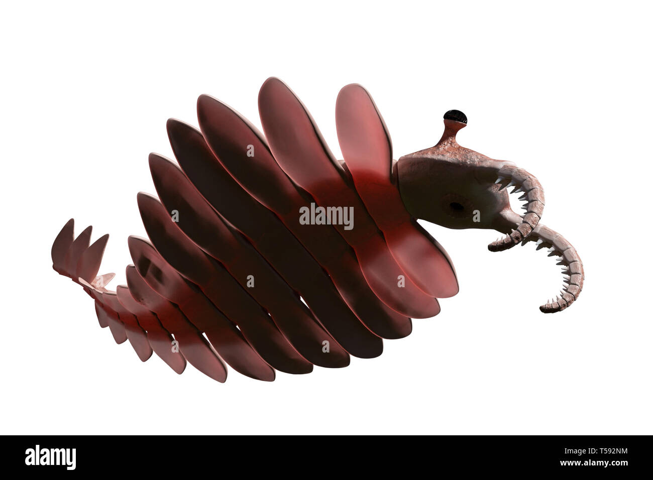 Anomalocaris, créature de l'explosion cambrienne, isolé sur fond blanc (illustration 3d paleoart) Banque D'Images