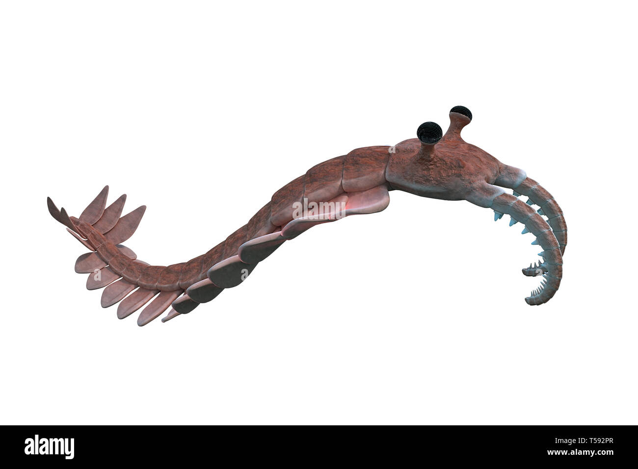 Anomalocaris, créature de la période cambrienne, isolé sur fond blanc Banque D'Images